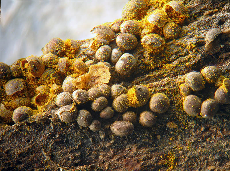 Perichaena corticalis